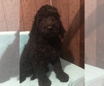 Small Photo #8 Poodle (Standard) Puppy For Sale in WEST UNITY, OH, USA