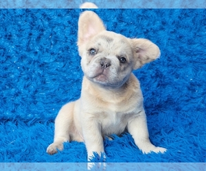 French Bulldog Puppy for sale in BOSTON, MA, USA