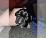 Small Photo #20 German Shorthaired Pointer Puppy For Sale in BEULAVILLE, NC, USA