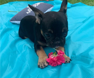French Bulldog Puppy for sale in TAMPA, FL, USA