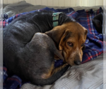 Small Photo #3 Beagle-Unknown Mix Puppy For Sale in Brooklyn Center, MN, USA