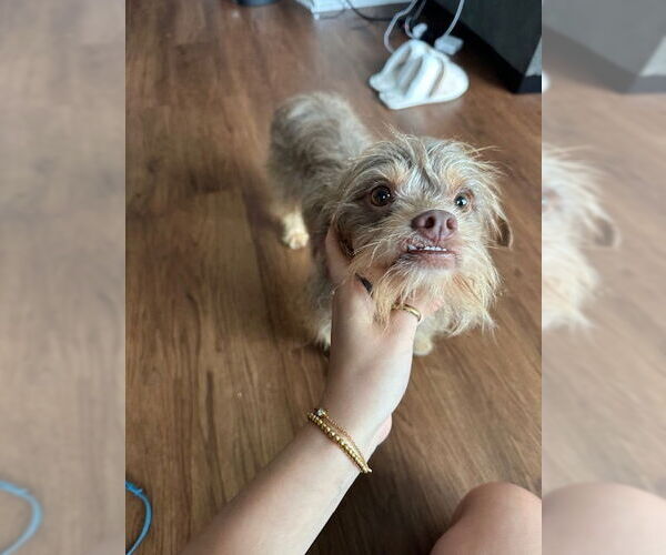 Medium Photo #6 Norfolk Terrier-Unknown Mix Puppy For Sale in Princeton, MN, USA