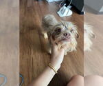 Small Photo #6 Norfolk Terrier-Unknown Mix Puppy For Sale in Princeton, MN, USA