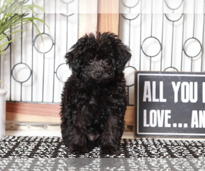 Poodle (Miniature) Puppy for sale in NAPLES, FL, USA
