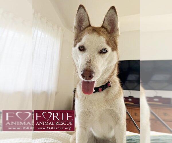 Medium Photo #2 Siberian Husky Puppy For Sale in Marina del Rey, CA, USA
