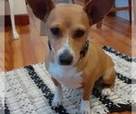 Small #3 Chihuahua Mix