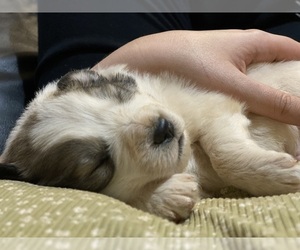 Great Pyrenees Puppy for sale in CHATHAM, VA, USA