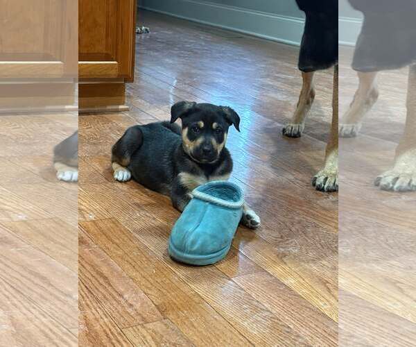 Medium Photo #1 Australian Shepherd-Unknown Mix Puppy For Sale in Holly Springs, NC, USA