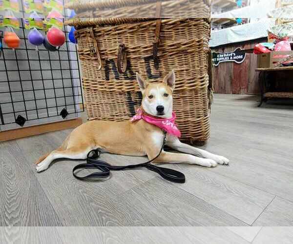 Medium Photo #4 Shiba Inu-Unknown Mix Puppy For Sale in Sheboygan, WI, USA