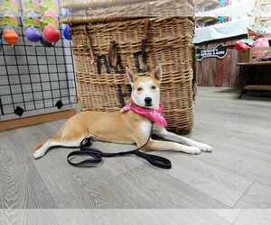 MAY - Female Shiba Inu-Unknown Mix Dog for Adoption - Photo #4