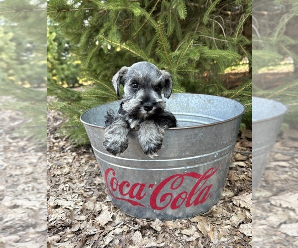 Medium Photo #4 Schnauzer (Miniature) Puppy For Sale in MIDDLEBURY, IN, USA