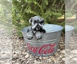 Small #3 Schnauzer (Miniature)