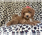Small #6 Cavapoo
