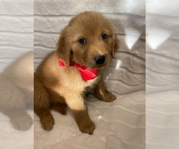 Medium Photo #4 Golden Retriever Puppy For Sale in ANTIOCH, CA, USA