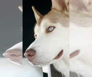 Father of the Alaskan Malamute-Bernese Mountain Dog Mix puppies born on 10/12/2025