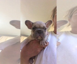 French Bulldog Puppy for Sale in NEW CASTLE, Pennsylvania USA