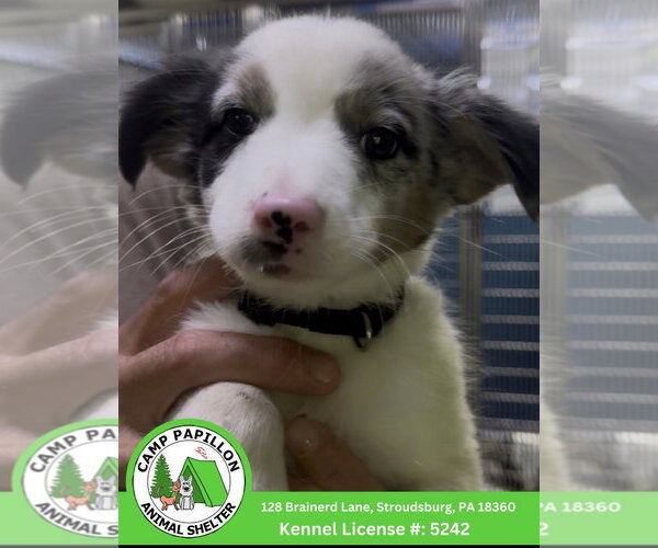 Medium Photo #1 Border Collie Puppy For Sale in Stroudsburg, PA, USA