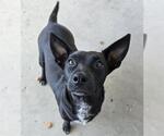 Small Dachshund Mix