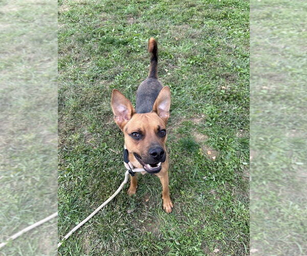 Medium Photo #3 Shepradors Puppy For Sale in Evansville, IN, USA