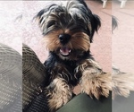 Small Photo #2 Yorkshire Terrier Puppy For Sale in SUN CITY, AZ, USA