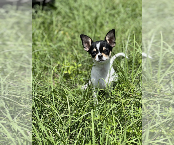 Medium Photo #1 Chihuahua Puppy For Sale in TIJERAS, NM, USA