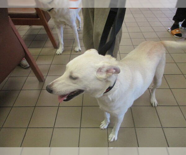 Medium Photo #1 Labrador Retriever-Unknown Mix Puppy For Sale in Ocala, FL, USA