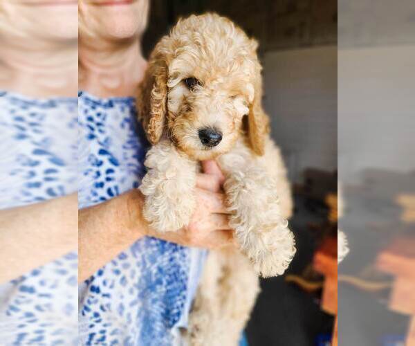 Medium Photo #1 Poodle (Standard) Puppy For Sale in WAGENER, SC, USA