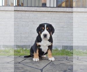 Greater Swiss Mountain Dog Puppy for sale in BELLEFONTE, PA, USA