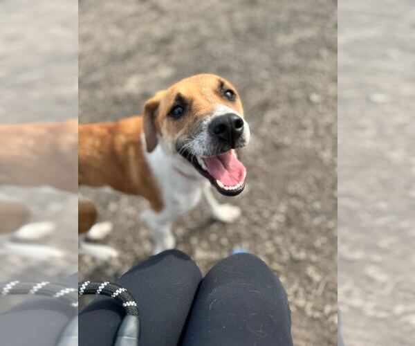 Medium Photo #8 Mutt Puppy For Sale in Elmsford, NY, USA