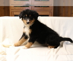 Small #1 Bearded Collie-Bernese Mountain Dog Mix