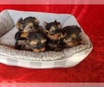 Small Photo #2 Yorkshire Terrier Puppy For Sale in WHITTIER, CA, USA