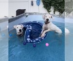 Small Photo #3 Dogo Argentino Puppy For Sale in Uwchlan, PA, USA
