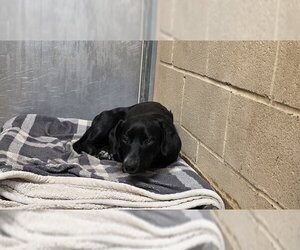 Bassetdor Dogs for adoption in Martinez, CA, USA