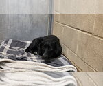 ROCKY - Male Bassetdor Dog for Adoption - Small photo
