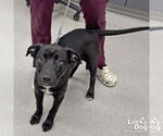 Small #3 Labrador Retriever-Retriever  Mix