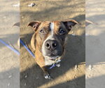 Small #18 American Staffordshire Terrier-Boxer Mix