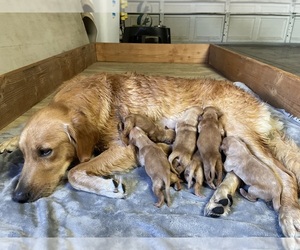 Golden Retriever Puppy for sale in STKN, CA, USA