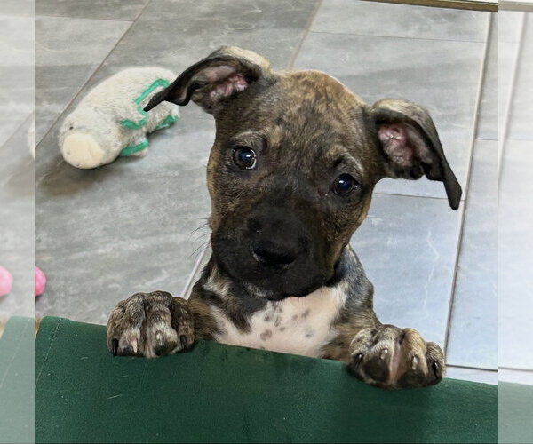 Medium Photo #2 Mutt Puppy For Sale in Rockaway, NJ, USA