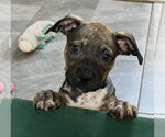 Small #1 Mutt