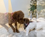 Small #2 Goldendoodle mix (+ Poodle Miniature)