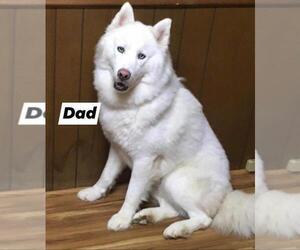 Father of the Siberian Husky puppies born on 01/07/2020