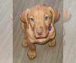Small Photo #2 Vizsla Puppy For Sale in EDGEWATER, FL, USA