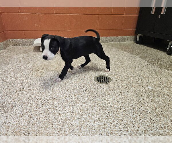 Medium Photo #1 Mutt Puppy For Sale in Pueblo, CO, USA