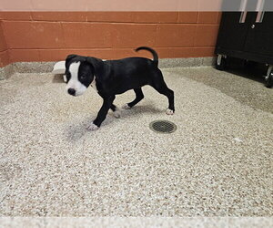 Mutt Dogs for adoption in Pueblo, CO, USA