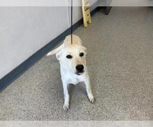 German Shepherd Dog-Unknown Mix Dogs for adoption in Visalia, CA, USA
