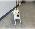 Small German Shepherd Dog Mix