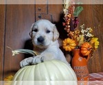 Small Photo #4 English Cream Golden Retriever Puppy For Sale in PEYTON, CO, USA
