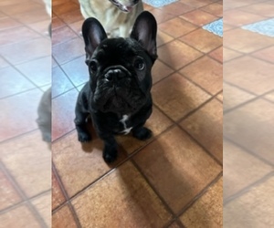 French Bulldog Puppy for sale in SAINT LOUIS, MO, USA