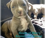 Small #7 American Pit Bull Terrier