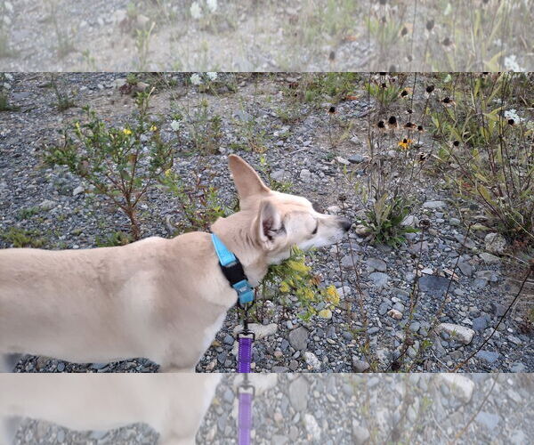 Medium Photo #28 Saluki-Whippet Mix Puppy For Sale in Sebec, ME, USA